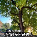 금시당유원지 화장실 | 금시당 은행나무 11월 초 근황 주차장 절정 시기