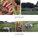 햇 고구마(하루까) 50% 맛보기 이벤트 이미지