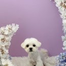 반려동물미용실 언니네 이미지