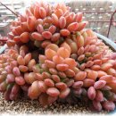 환타지아 이미지