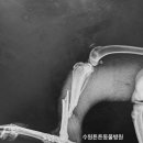 비봉진돗개 이미지