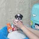 보성애견 이미지