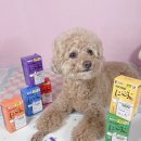 리베몰 | 다이소 최초 반려동물 영양제 후기 강아지 맞춤설계 보령리베펫닥터6종