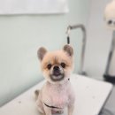 멍멍멍 | 본오동강아지미용 소형견 전문 멍멍멍 방문 후기 !작은 강아지를 위한 섬세한 손길, 여기에서 만났어요!