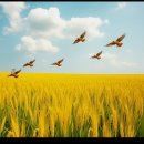 원주시농협쌀조합공동사업법인 | 원주시, 농림축산식품부 ‘고품질쌀 유통 활성화 사업’ 공모 선정