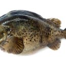 멍텅구리 이미지