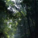 (주)전홍개발 | 야생차의 진실!