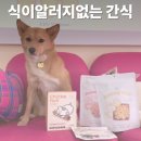 코코댕 | 식이알러지 걱정 없는 고기 없는 강아지 간식, 코코댕 감자밭 치카롤 &amp; 바니팝 후기