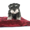 아담동물병원 이미지