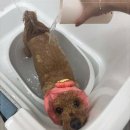츄펫살롱 네이버블로그
