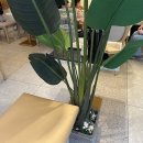 스윗다이노 이미지