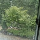 백운장뇌삼관광농원 | 원주캠핑 자연 속에서의 완벽한 쉼, 원주 포레스트 돔 후기