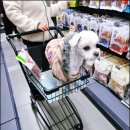 GS25(울산호계점) | 울산 애견용품 대형매장 찾았다 페밀리아 호계점