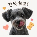 별샵별애견까페 | 영월 애견 동반 카페 별애별빵1984 후기, 왕사남 청령포 근처 석탄달빵 곤드레 카스테라 맛집