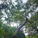 동작충효길 2코스 현충원길 이미지