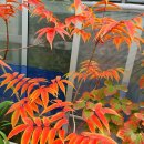 옻나무집 이미지