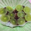 모찌의숲 이미지