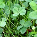 네잎클로버 이미지
