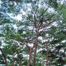 송림톱밥 이미지