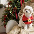 노원N동물의료센터 이미지