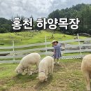 이화목장 | [홍천 아이와 가볼만한곳] 비발디파크 근처 하양목장 양 먹이주기 체험, 목동체험 꿀팁