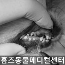 홈즈 동물병원 이미지