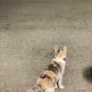 일출로1-R | 피렌체 스냅 사진 추천 시선스냅 일출 촬영 후기