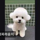 플러피라운지 이미지