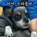 봄봄그루밍샵 이미지