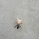 개미주유소 이미지