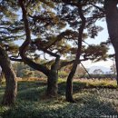 작은수해마을 | 남원여행 운봉읍 삼산마을 소나무숲의 특별함