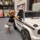 퍼피케어 이미지