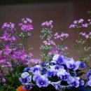 행복한날 이미지