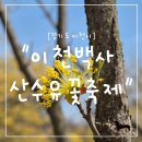 "경기 이천시" 이천 봄꽃 명소🌼 백사 산수유꽃축제 힐링 산책 후기