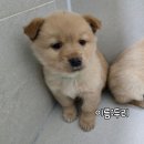 우리두리