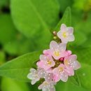 꽃며느리 이미지