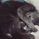 전이랑 순이랑 이미지