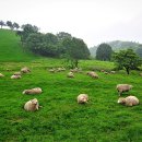 지평선목장 이미지