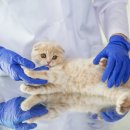 라온동물의료센터 이미지