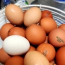 봄양계장 이미지