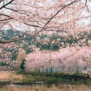 향기3로6 향동고등학교 후문 앞 | 영웅0929 &#39;20250329&#39; 002 뉴스에서 매일 하나씩 &#34;“1200명과 노을 보며 56km 걷는다” 외 8곳&#34;