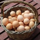 자모 메추리농장 이미지