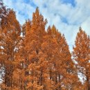 장태산자연휴양림 이미지