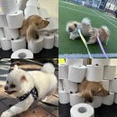 뽀송뽀송애견놀이방 이미지