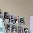 아가펫살롱 이미지