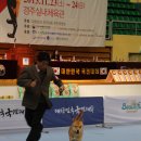 진도켄 이미지