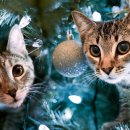 다나음동물병원 이미지