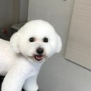 바비독 이미지