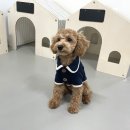 땡일리 애견 유치원 네이버블로그