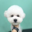 멍블리 펫살롱 이미지